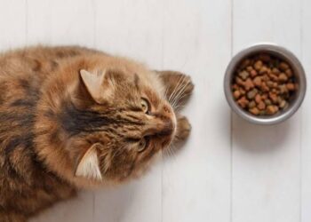 Fressnapf ruft Katzenfutter zurück