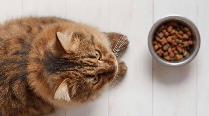 Fressnapf ruft Katzenfutter zurück