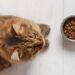 Fressnapf ruft Katzenfutter zurück