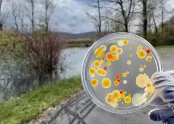 Gesundheitswarnung in Klagenfurt: Hohe Bakterienbelastung in der Sattnitz – Vom Baden wird abgeraten!