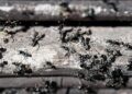 Invasive Ameisenart breitet sich in Bayern aus: Große Drüsenameise bedroht Friedhöfe und Infrastruktur