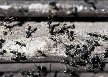 Invasive Ameisenart breitet sich in Bayern aus: Große Drüsenameise bedroht Friedhöfe und Infrastruktur