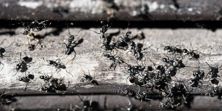 Invasive Ameisenart breitet sich in Bayern aus: Große Drüsenameise bedroht Friedhöfe und Infrastruktur